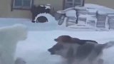 北极熊外出觅食被狗围攻, 幼崽害怕得紧紧抱住大熊