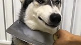 哈士奇总是不肯吃药用这招百试不爽！不信就去试试！