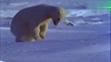 北极熊用掌凿开冰面，在岸上等着鱼儿跳出，北极熊特别的狩猎技巧