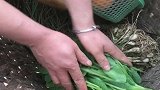 桃子姐这样爆炒豌豆尖，营养又美味，你们流口水了吗