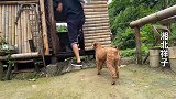 农村收养流浪泰迪第6天，开始对我有感情了，见面就连忙扑过来