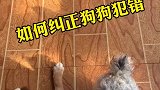狗狗犯错了如何纠正？