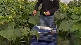 西葫芦采摘，农业种植，大棚蔬菜