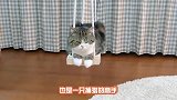 实拍猫咪捕杀鸽子，一秒就见分晓，鸽子连挣扎的机会都没有