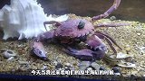 生猛石甲蟹惨遭海螺围攻致死，尸体四分五裂，去集市买来海参喂鱼