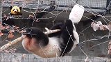为了好吃的，熊猫“宝宝”决定冒险一把，好怕那根树枝会断掉