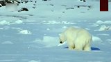 北极熊疯狂暴击冰面，结果得到意外收获