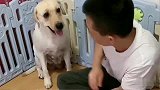 主人嫌小狗太吵，教训小狗，把小狗下锅，赛文的举动太暖心了