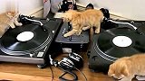 [搞笑]超可爱猫咪学DJ打碟