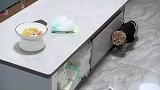 主人嫌弃猫咪的精力太旺盛，竟然想到这个办法治它