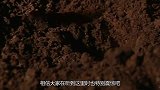 发掘马王堆墓的过程中，竟挖到了2000多年前，下葬时新鲜藕片