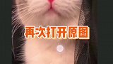 猫猫微笑教程 怎么让猫猫笑起来！一起学习一下吧～