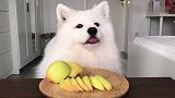 一只喜欢吃黄色苹果的狗狗，要求有点高呀！