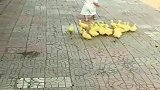宝宝摸了一下小鸭子，却不料小鸭子全把他当做妈妈了