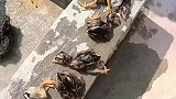 男孩给小鸡洗澡发生事故