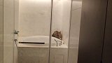 不是啥猫都能“吸”！男子花5万购猫遭刑拘：原来是二级保护动物