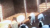 两只公羊在羊圈发生冲突