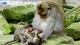 可怜的小猴子就这么可怜的被妈妈断奶了