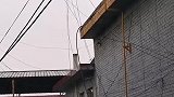 原来猫真的有九条命