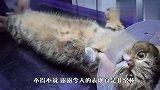 猫咪露露被带去医院体检，不料它竟跑去偷吃，差点笑翻了