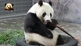 熊猫旦旦乖坐轮胎上，吃着鲜嫩可口的竹笋，细嚼慢咽的样子萌翻天