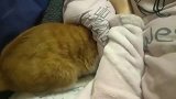橘猫：就没有朕钻不进去的地方，缝隙再小我都能扒开