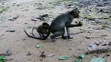 为什么一个猴子要这样照顾小猴子，这样可以吗？