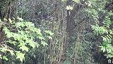 苗大姐带你听美声看美景，摘起树叶吹，你确定不是来搞笑的