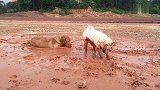 雨后两只狗出去玩泥巴，狗狗玩得好开心，不知道主人看了还想要不