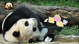 胖嘟嘟的熊猫圆仔躺在地上玩冰块儿，慵懒的样子萌得一塌糊涂