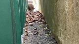 养了八年的宠物离家出走，看来比家里的都好