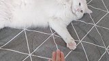 秋日里的狮子猫活泼的过分，都敢打铲屎官了
