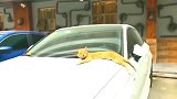 橘猫：橘叔秒变金主，生活美滋滋