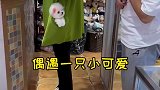 发现一只小可爱