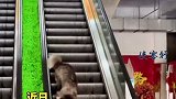 狗子下扶梯走错方向！五分钟才解脱～怀疑狗生 电梯 扶梯 狗狗的日常