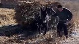 第一眼感觉像是驴，听到大哥的驱赶声，我忽然陷入了深思