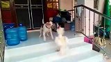 小奶狗出门玩耍, 公鸡霸气拦路, 大战一触即发