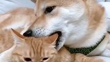 狗子：这猫头真好看，我来咬一口！
