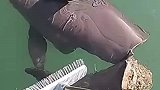 男子海豹发现一只死亡江豚，身体完全被割穿