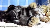 睡在一团的小奶猫们，真是可爱啊，想都抱回家！