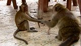 气愤！猴宝宝被坏猴子拖的惨不忍睹，真想狠狠教训它！