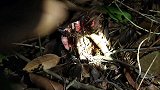 农村人半夜三更上山，还以为是玩耍，不料竟是这好事