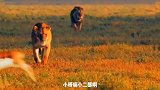 搞笑配音羚羊看见狮子居然不跑主动挑衅狮子，狮子可能是没心情