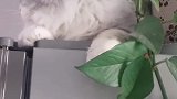 猫：真小气，不就吃了你几片叶子么！