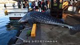 鲸鲨不慎跳上码头：都别动，我自己能下去！镜头记录搞笑画面
