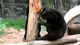 黑熊扯树皮吃白蚁的失误