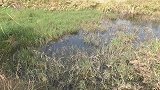 七星漂钓草洞，洞口太小了，总是挂水草