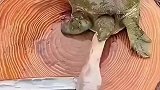 甲鱼都吓坏了，还不如给个痛快