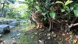 橘猫伏击野鸭，被摄影师搅了局，气坏了的橘猫不肯原谅摄影师