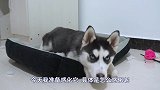这个主人有点坏啊，一直色眯眯的盯着二哈看，想干啥「激萌奖金」